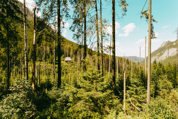 FOREST IN THE MOUNTAIN