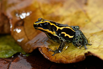 Obraz premium Dotted Poison Frog (Ranitomeya variabilis) - Zmienna trująca żaba