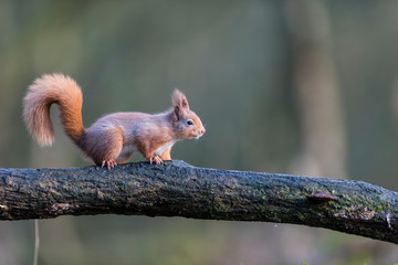 Cute Red Squirrel