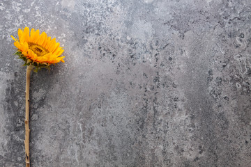 Sunflower lying on a stone background. Copy space