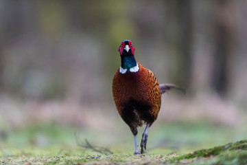 Pheasant