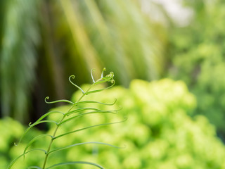 Macro of gracile fern leaves with bokeh background, Beauty in nature..