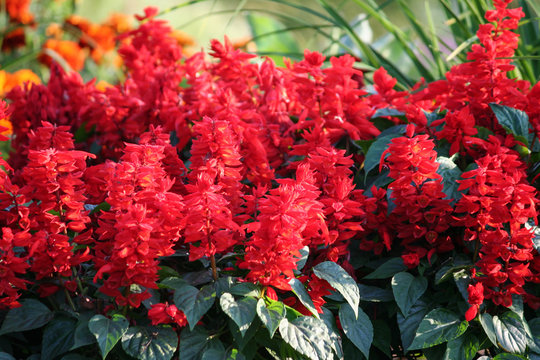 plant variety salvia divinorum, bright red flowers in full bloom in a  flowerbed in the garden, green dark foliage lit by the sun, evening light,  nature in all its beauty Stock Photo