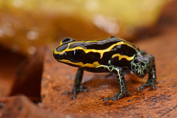 Fototapeta premium Dotted Poison Frog (Ranitomeya variabilis) - Zmienna trująca żaba