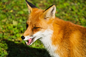 Fototapeta premium A closeup of a red fox licking its lips