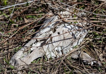 horse skull in the grass