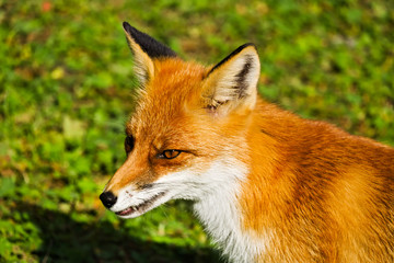 A closeup of a red fox on a green meadow, with one tooth sticking out of its mouth