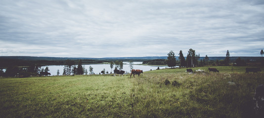 Grazing cows near a lake in Swedish Lapland