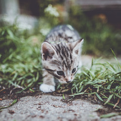 Small andd cute kitten in Swedish Lapland