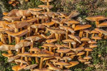 Mushrooms