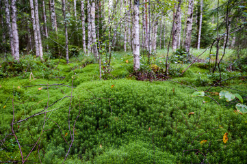 Moos im Schweden Wald - 231857577