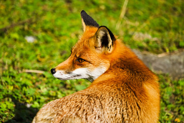A closeup of a red fox on a green meadow looking back