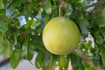 Calabash, Calabash tree, Wild calabash