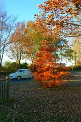 Fototapeta premium Dauphine en automne