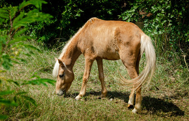 Obraz na płótnie Canvas Brown horse eating grass at field