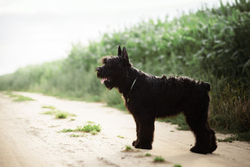 Giant Schnauzer in the field