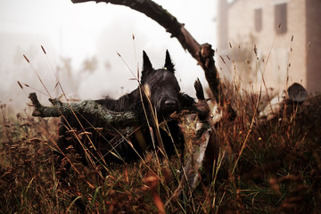 Giant schnauzer in a foggy forest