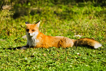 A full body shot of a red fox lying on a green meadow