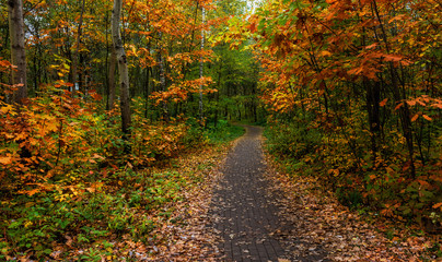 Fototapeta na wymiar walk in the woods. autumn. autumn colors. autumn leaves. beauty. pleasure.