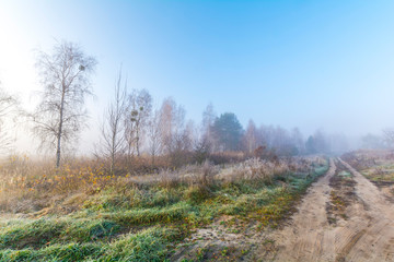 Foggy morning in nature