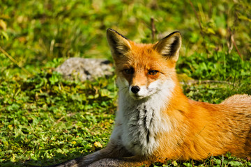 Closeup of a red fox lying on a green meadow
