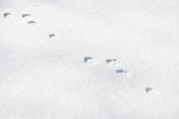 A chain of hare tracks in the fresh clear snow in the forest