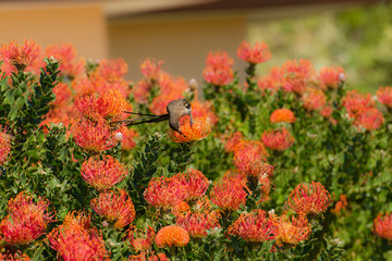 Cape Sugar bird, male,  Promerops cafer, drinking sap from orange Pincushion Fynbos, South Africa