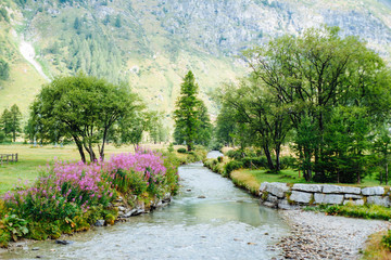 mountain river in the forest in summer