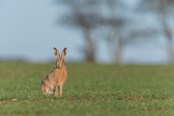 Brown Hare Rabbit