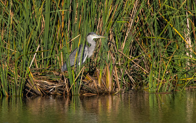 Great blue Heron