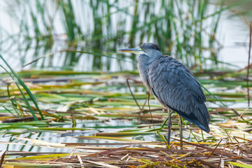 Great blue Heron
