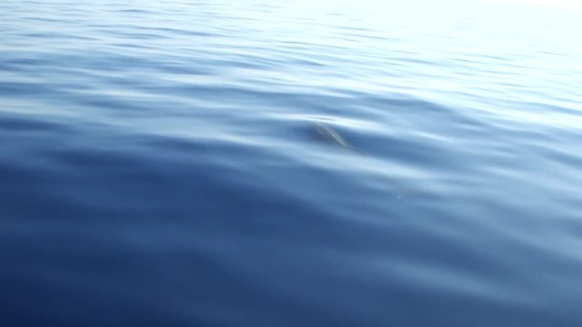 Delfin