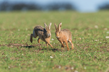 Brown Hare Rabbit