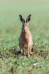 Brown Hare Rabbit