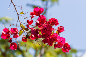 Bougainvillea Zweig mit roten Blüten