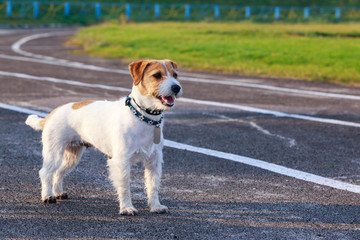 Jack Russell Terrier dog