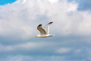 Möwe im flug