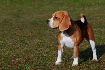 Dog breed beagle
