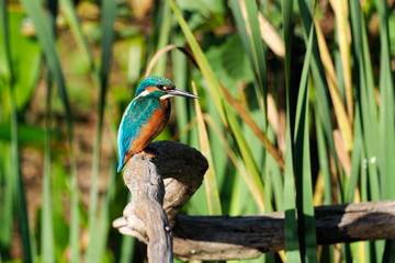 Eisvogel auf Jagd