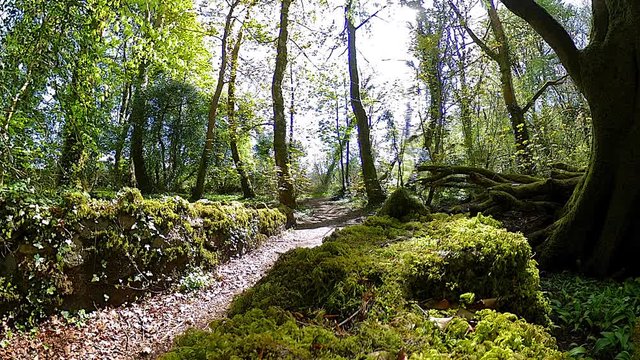 A 360 panorama taken from a mossy stone bridge in an old forest.