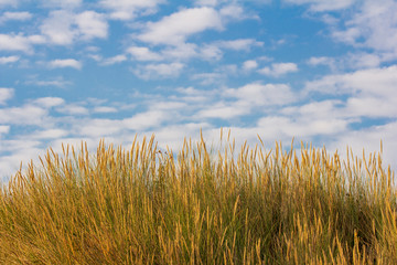 Fototapeta premium Herbst Gräser vor blauem Himmel mit Wolken