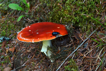 amanite phalloïde, agaric de mouche, champignon vénéneux et psychotrope rouge et blanc, insecte sur champignon mortel, champignon, Alsace, France