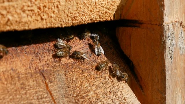 Close-up Bee Flying Bee honeycomb hive, honey