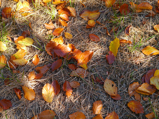 Buchenblätter und Nadeln in Herbstfarben am Waldboden