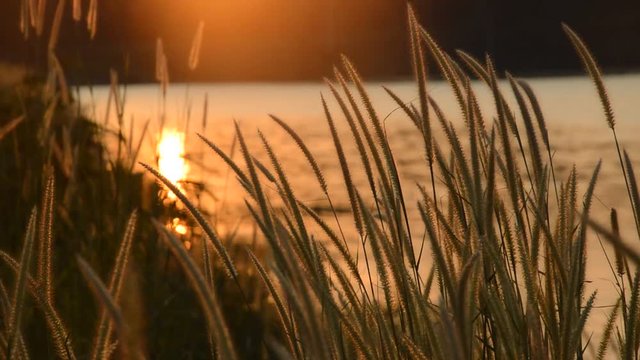 grass flowering blowing from wind in sunset at Wang Bon reservoir Thailand