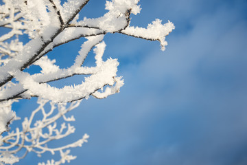 Snowy branch, blue sky background