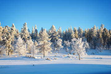Forest landscape, frozen trees in winter in Saariselka, Lapland, Finland