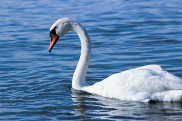 Obraz premium Swan on Balaton lake