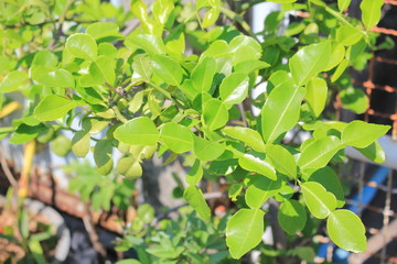Kaffir lime leaf in Thailand.Thai Cooking.