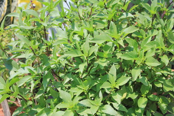 Sweet basil,ocimum basilicum in Thailand.Used in Thai cooking.